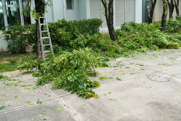 The Steps Involved in Our Tree Care Process in Harrisville, PA